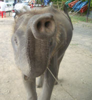 1 elephant.jpg